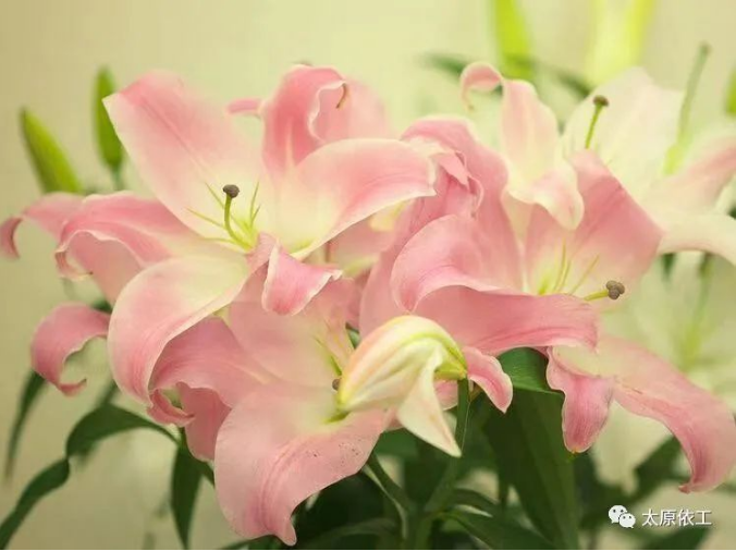 1678240922136120.png image.png